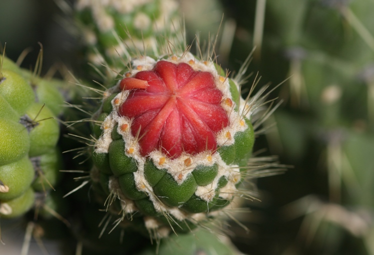 arizona garden